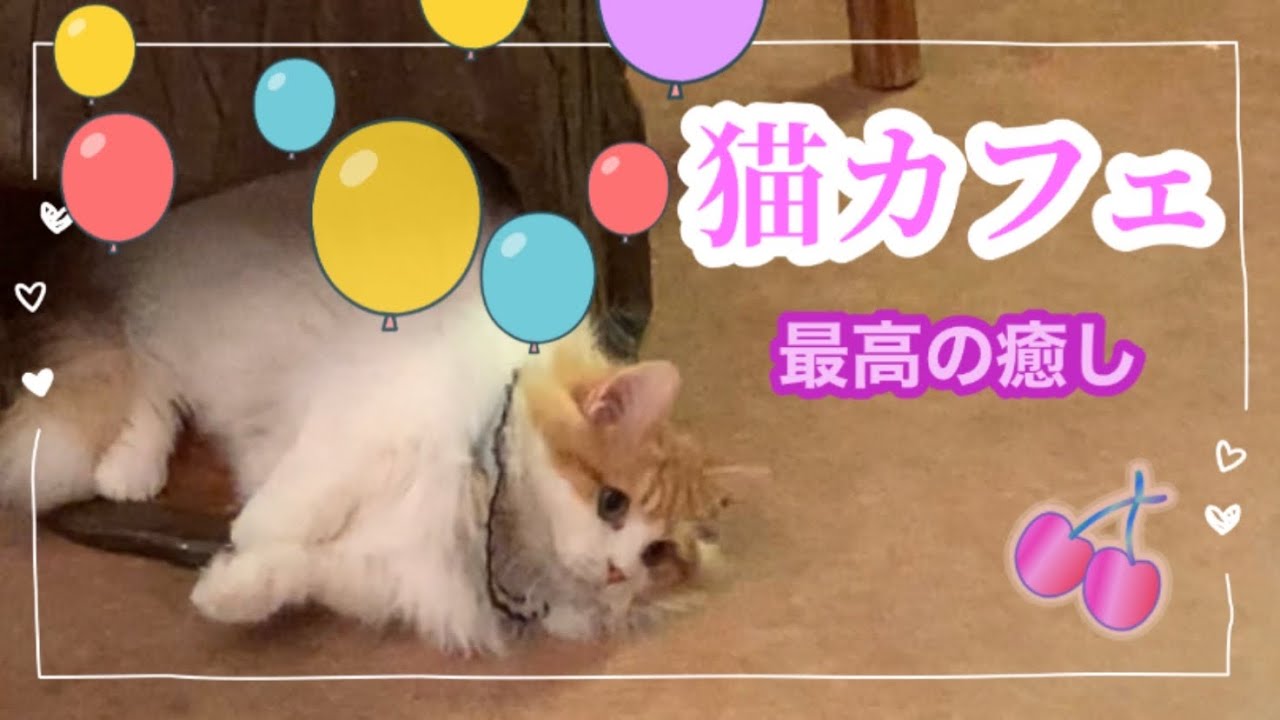 猫カフェ 吉祥寺の可愛い猫カフェ てまりのおうち 癒しの空間 Youtube