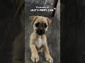 Lilo’s 3rd puppy cam 🐢🐶 #foryou #puppy