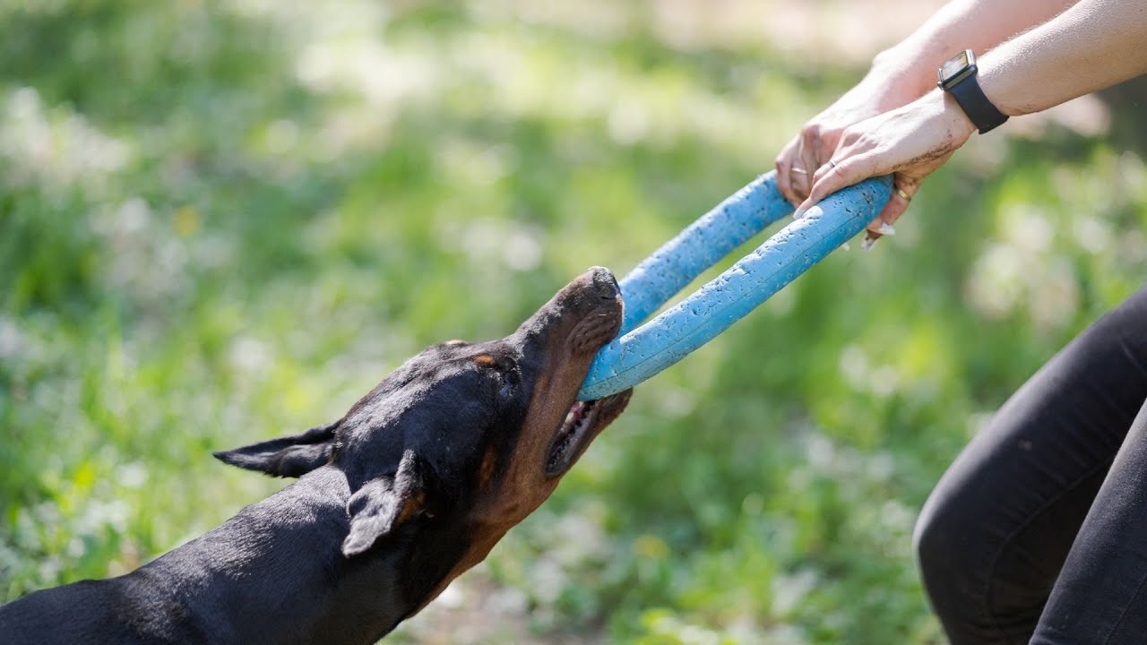 How do I train my Doberman Pinscher to be calm during vet visits?