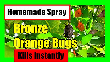 Get Rid Of Bronze Orange Bugs on Citrus Tree: Homemade Spray to Kill Stink Bugs Instantly