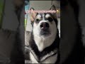 The evidence that your puppy can say something. 🐶👀😜 #shorts  #dog #citywalk #ai #chill