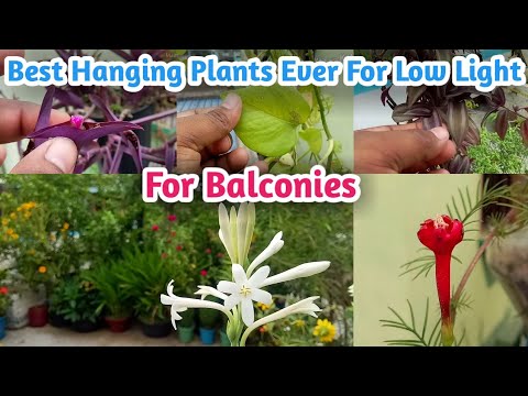 Best ever Hanging Plants for Balconies for Beginners || Low Caring