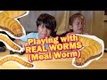 Playing with REAL WORMS - Meal Worms (My sister cuts it!)
