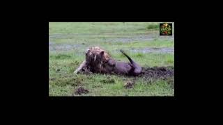 🦁 Lion Chases Wild Pig – Intense Hunt! 😱 #amazoncreatures #animalfight #lion #nature #predator