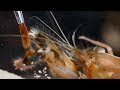 Pistol Shrimp's Cavitation Bubble | Richard Hammond's Invisible Worlds | Earth Lab
