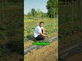 I frutti del mio lavoro  orto in produzione