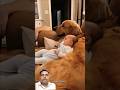 it's really amazing #shortvideo #amazing #dog