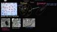 Ökaryotik Hücrelerin Yapısı ve İşlevleri ile ilgili video