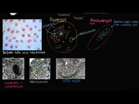 Video: Prokaryotik hücrelerde mRNA var mı?