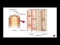 Plant Structure and Function Quiz