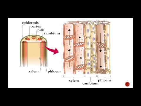 식물 구조 : Xylem 및 Phloem 포함