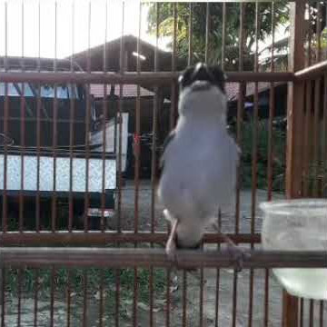 Ciu Besar (Suara Monoton)