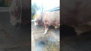 Download Lagu Dj bokong sapi simental dan limousin #sapimonster #1tonup #sapilemoo #shorts #simental #lemosin MP3