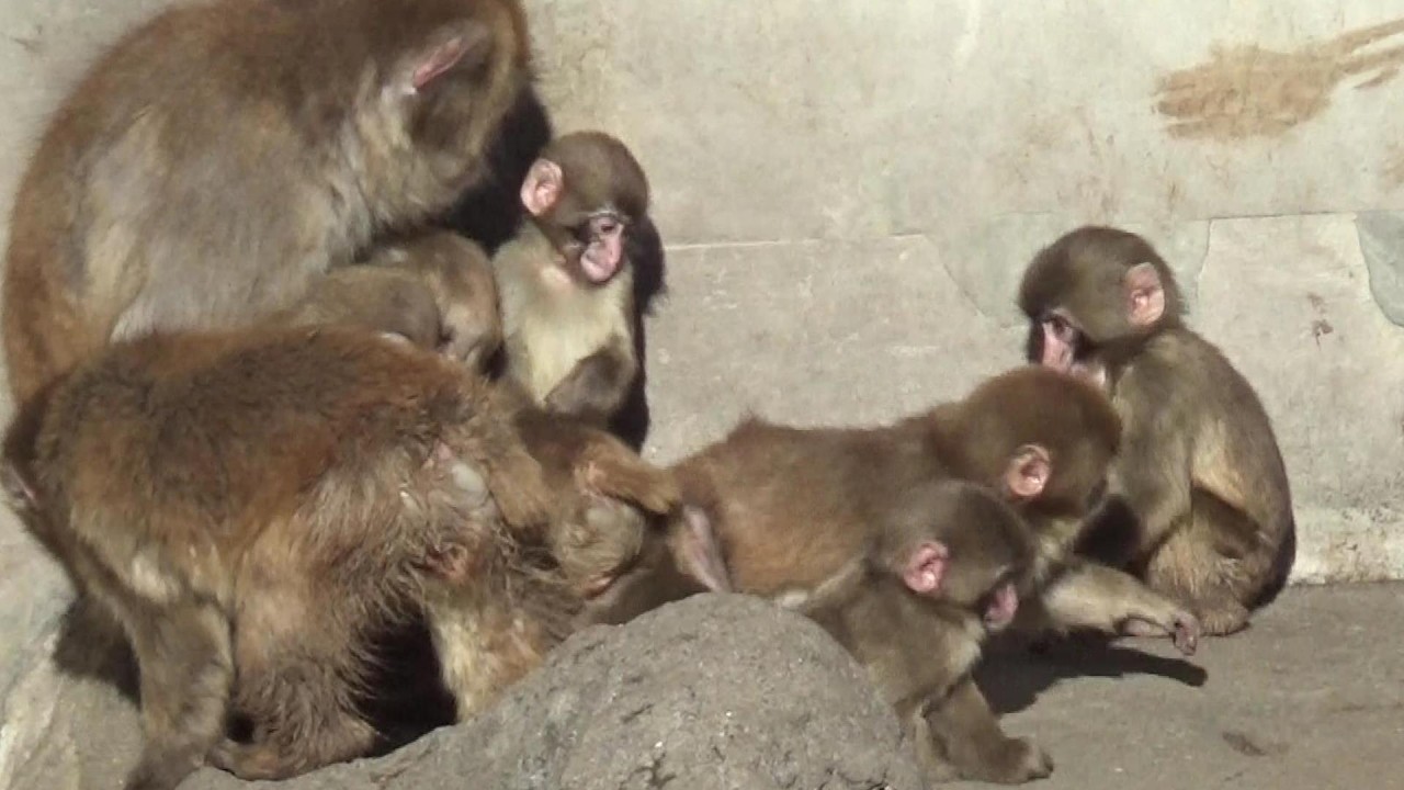 おさる Amazing Japanese macaque family #606 ニホンザル家族の日常 【Cute