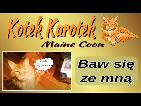 Kotek Maine Coon  - ale nuda...