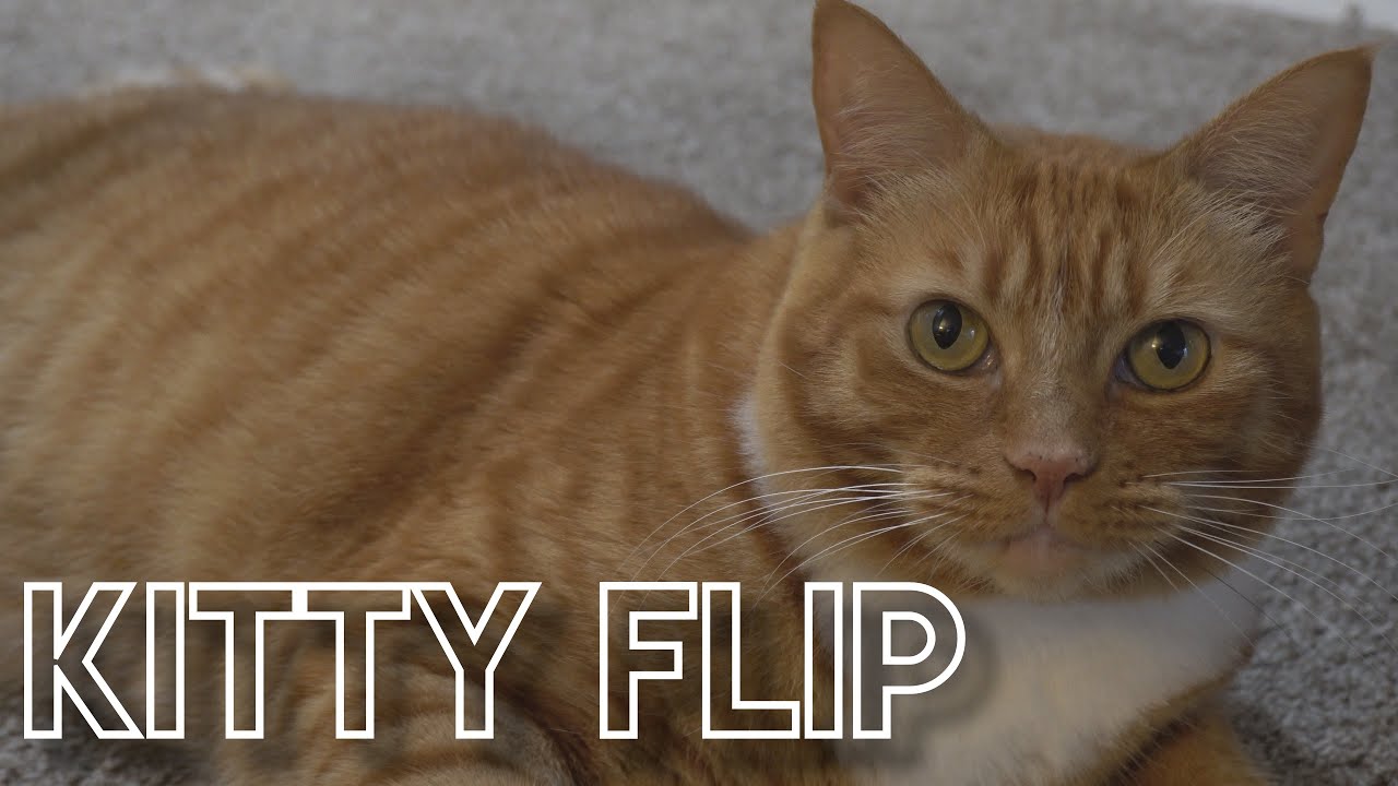 Kitty Flip