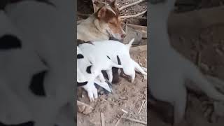 Anak Anjing Nenen