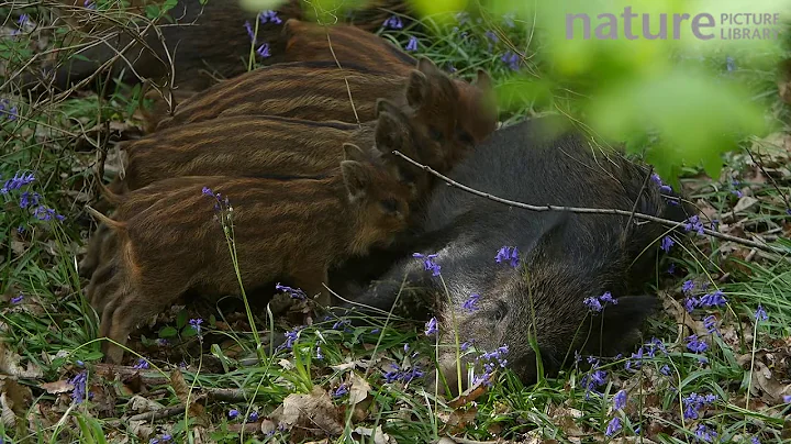 Wild boar piglets suckling from mother, Forest of Dean, Gloucestershire, England, UK, May.