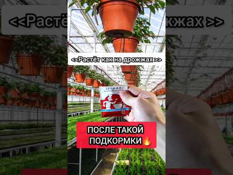 Видео: Спрей с кальцием для листьев - Изготовление спрея с кальцием для растений