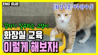 How to retrain the cat toilet. Cat toilet reset program 3stage.