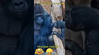 Gorilin Komik Yaramazlık Anları Viral Video Gorilla Funny Moment