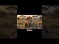3 Crazy Lion Facts! 🦁"