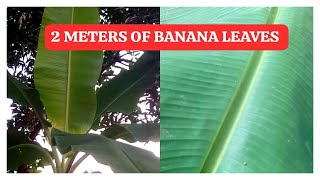 Organic Banana Trees - An Odd Combination By Tiga Putri