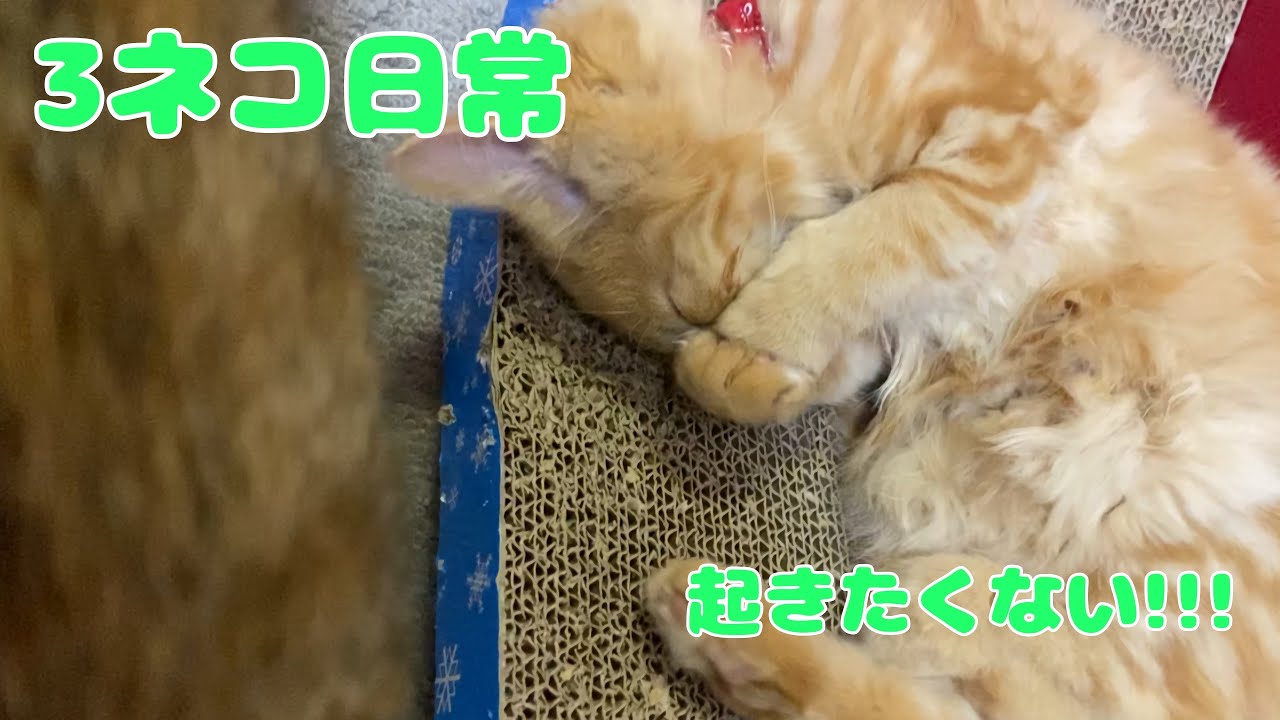 ざらめは寝たら何しても起きない...