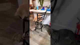 Aaaww, All 3 Catskittens Are Playing. Just Two Weeks Ago, Beau Kitten Joined Our Cat Fam