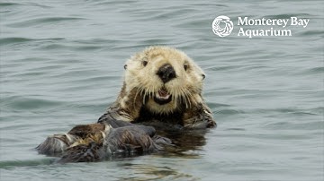 Sea Otters Don