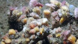 Spider decorator crab (Camposcia retusa) | Sarangani Bay