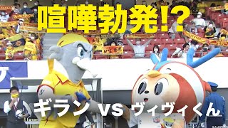 試合前から臨戦モード！？ギランとヴィヴィくん、喧嘩勃発！？