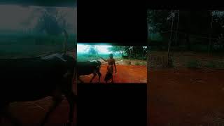 My village love ❤️ #life #beatiful #vlog #nature #love #agriculture #tamil #shorts