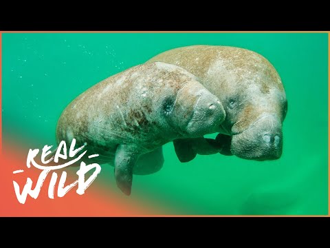 Incredibly Rare Face-To-Face Manatee Encounter | Savage Wild documentary thumbnail