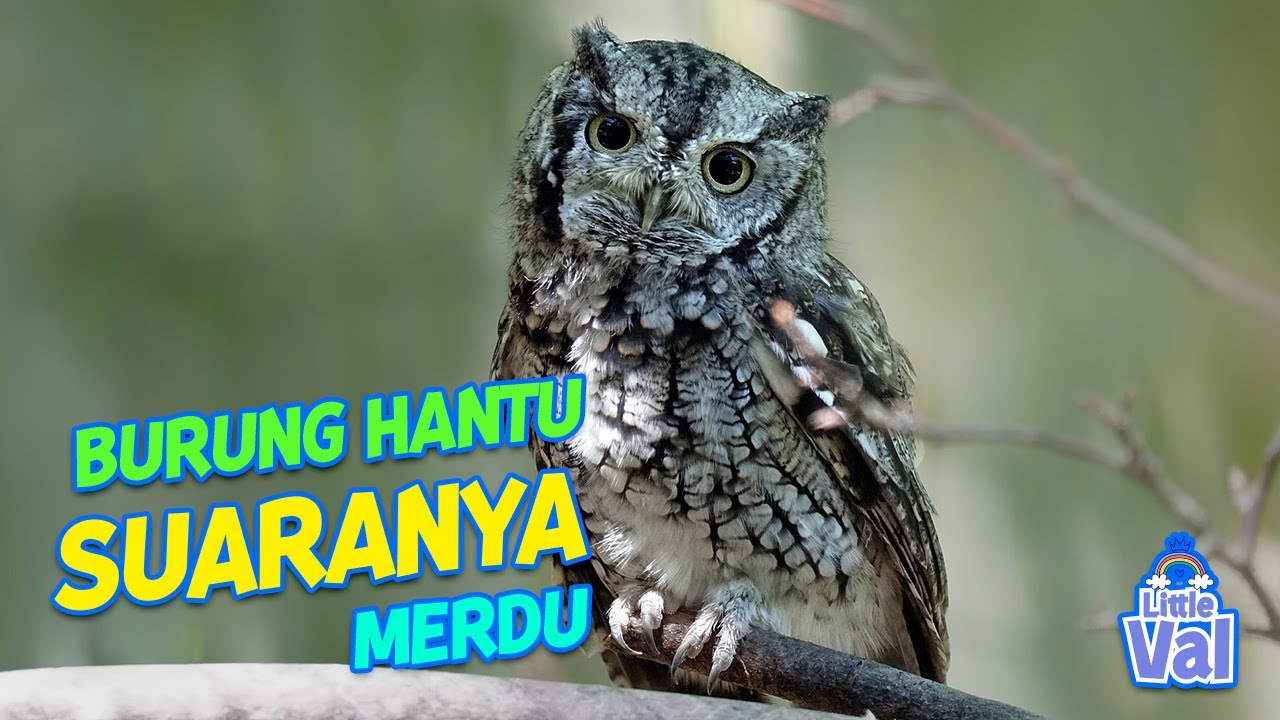 Lagu Burung Hantu 