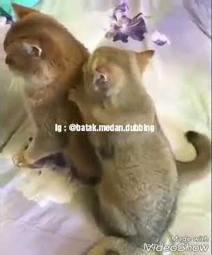 Batak dubbing lucu bangett