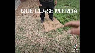 how to sod a yard by Mario Saenz Landscaping Services 38 views 1 month ago 30 seconds