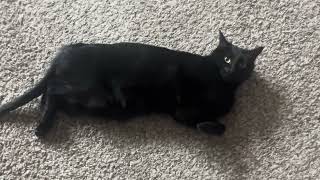 I talk to my cat about the outrage