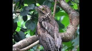 URUTAU MÃE-DA-LUA CANTO ASSUSTADOR