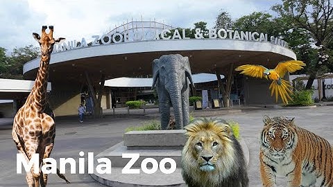 Manila Zoo 4K What to expect when visiting The Famous Zoo in the Philippines 
