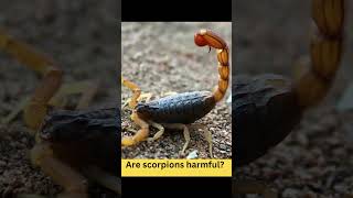 Are Scorpions Harmful #viralvideo