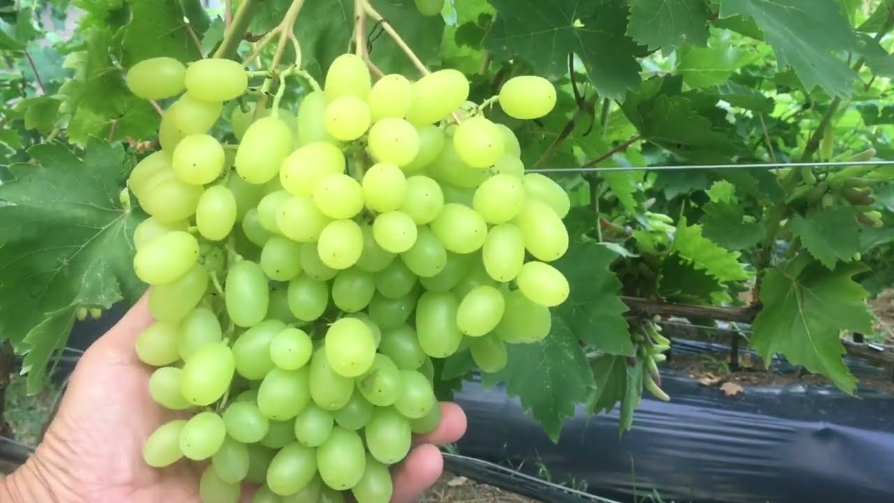 Кишмиш Яся Виноград Описание Сорта Фото Отзывы