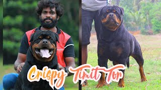 Crispy Timit Tor the Sweet Rottweiler Beast...