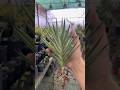 #972 #SansevieriaFrancisii | Sansevieria Francisii Yellow Variety