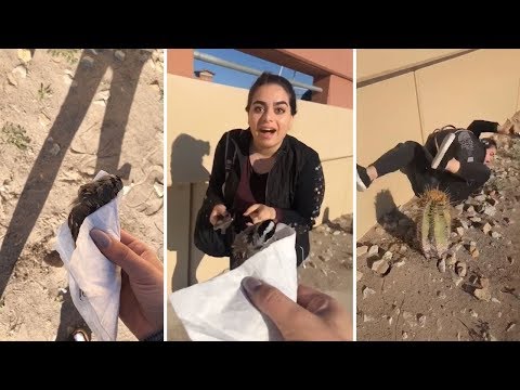 hilarious-moment-girl-scared-of-birds-falls-over-cactus