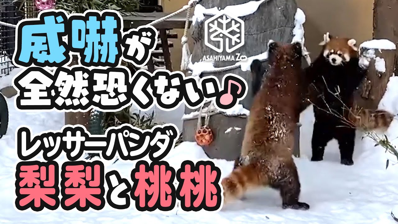 旭山動物園 威嚇がぜんぜんこわくない 双子のレッサーパンダ 梨梨と 桃桃 Asahiyama Zoo Twin Red Pandas Reeree And Taotao Youtube 旭山動物園 威嚇がぜんぜんこわくない 双子のレッサーパンダ 梨梨と 桃桃 Asahiyama Zoo Twin Red Pandas Reeree And Taotao Youtube
