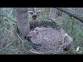 2017/06/03 04h13m Eurasian Eagle Owl~Bubo comes to feed the Owlets~