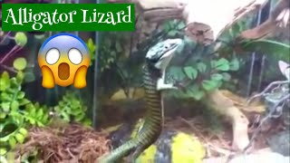Alligator Lizard Pangaea Pets Store