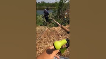 Câu lure cá lóc bông sộp, chẽm, rô cá to 10kg 2025 #8 #lurefishing  #fishing #shorts