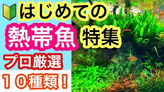 【プロが厳選する9+1種類の人気の熱帯魚とは!?】アクアリウム初心者におすすめの熱帯魚も解説!!